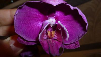 Лот: 3907421. Фото: 1. орхидея фаленопсис №53. Горшечные растения и комнатные цветы