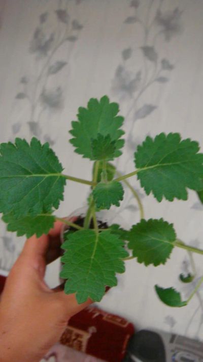 Лот: 7841306. Фото: 1. Плектрантус сортовой (Plectranthus... Горшечные растения и комнатные цветы