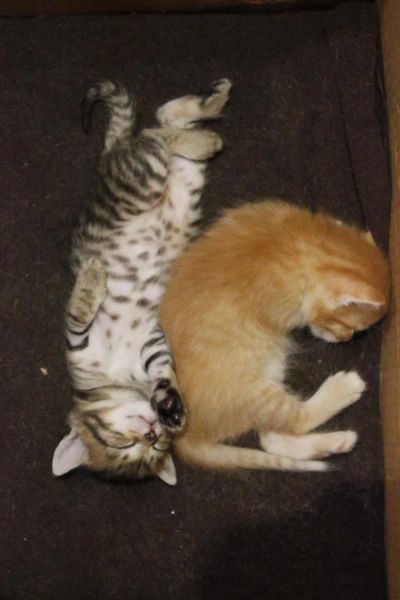 Лот: 4789335. Фото: 1. Отдам котят даром. Кошки, котята