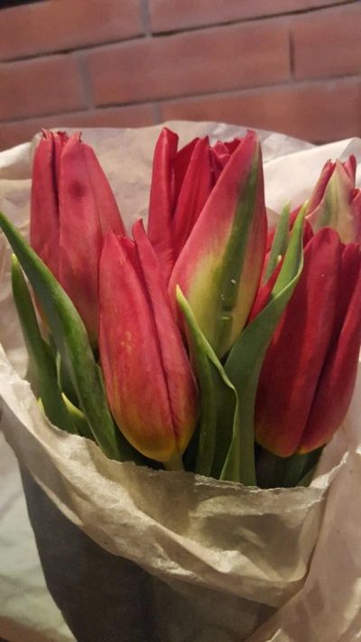 Лот: 11208984. Фото: 1. Тюльпаны. Горшечные растения и комнатные цветы