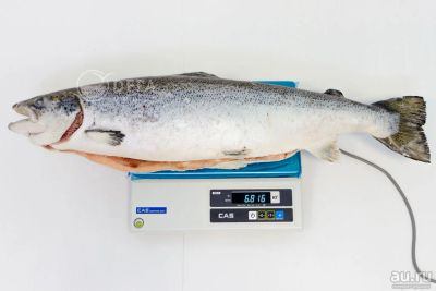 Лот: 17488328. Фото: 1. Рыба Лосось Семга потрошенная... Икра, рыба, морепродукты