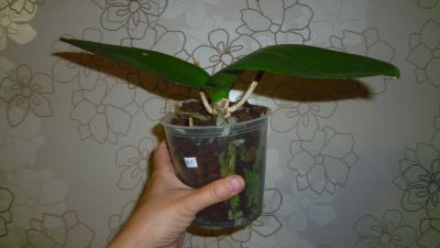 Лот: 4286971. Фото: 1. орхидея фаленопсис В15. Горшечные растения и комнатные цветы