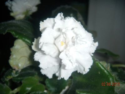 Лот: 5907583. Фото: 1. Фиалка белая махровая (цветущее... Горшечные растения и комнатные цветы