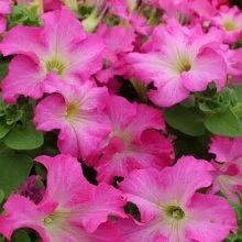 Лот: 11382586. Фото: 1. Petunia Fanfare Cherry Blossom... Садовые цветы