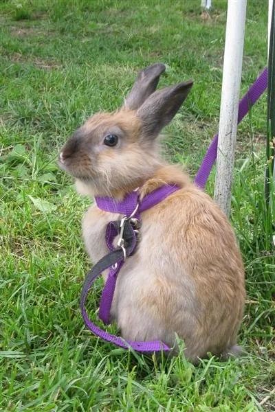 Лот: 1046797. Фото: 1. Декоративный кролик с клеткой... Остальные животные