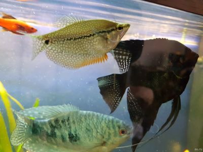 Лот: 13051531. Фото: 1. Гурами жемчужная. Рыбки