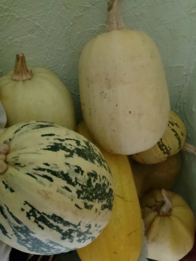 Лот: 25889674. Фото: 1. Тыква. Овощи, фрукты, зелень