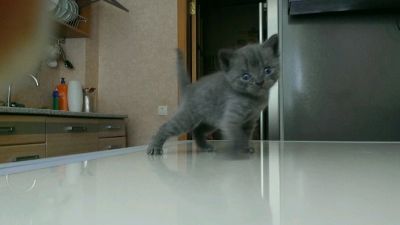 Лот: 5674471. Фото: 1. Британские котята по 1500 руб. Кошки, котята