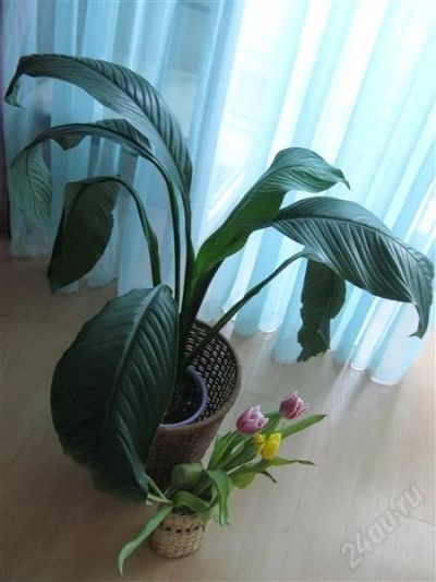 Лот: 1629093. Фото: 1. спатифиллюм гигант. Горшечные растения и комнатные цветы