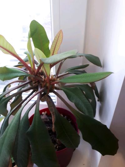 Лот: 11300616. Фото: 1. Молочай. Горшечные растения и комнатные цветы