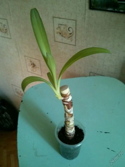 Лот: 5815339. Фото: 1. Юкка слоновая 40 руб.!. Горшечные растения и комнатные цветы