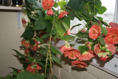 Лот: 4350388. Фото: 1. Абутилон Бэлла красный. Горшечные растения и комнатные цветы