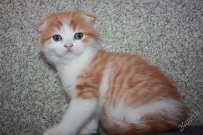 Лот: 2392678. Фото: 1. Шотландский вислоухий рыженький... Кошки, котята