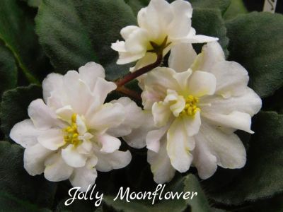 Лот: 8498726. Фото: 1. Мини фиалка сортовая Jolly Moonflower... Горшечные растения и комнатные цветы