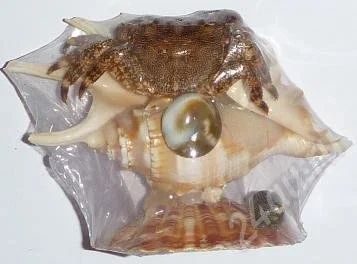 Лот: 537035. Фото: 1. Краб на ламбисе. Ракушки, раковины... Другое (сувениры, подарки)