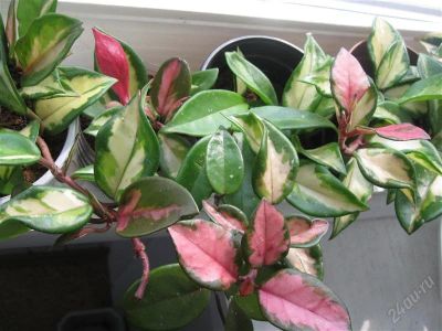 Лот: 1887204. Фото: 1. Хойя карноза триколор. Горшечные растения и комнатные цветы