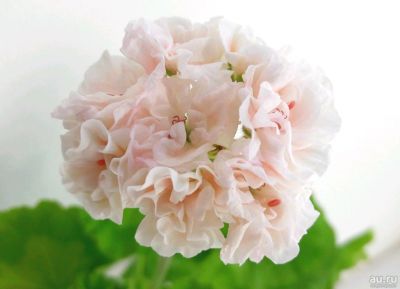 Лот: 13565979. Фото: 1. Пеларгония махровая зональная... Горшечные растения и комнатные цветы