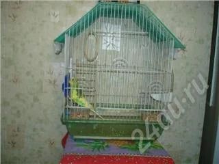 Лот: 36935. Фото: 1. Волнистый попугайчик с клеткой. Красноярск