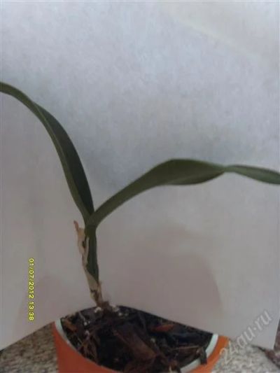 Лот: 1465229. Фото: 1. Орхидеи Каттлея детка 3. Горшечные растения и комнатные цветы