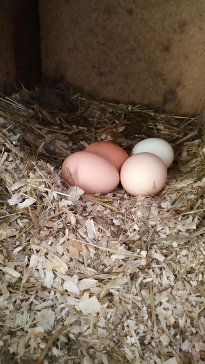 Лот: 19523933. Фото: 1. Яйцо домашнее, возможен обмен... Мясо, птица, яйцо