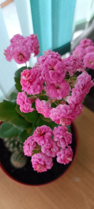 Лот: 20055757. Фото: 1. Каланхое махровый розовый (черенок... Горшечные растения и комнатные цветы