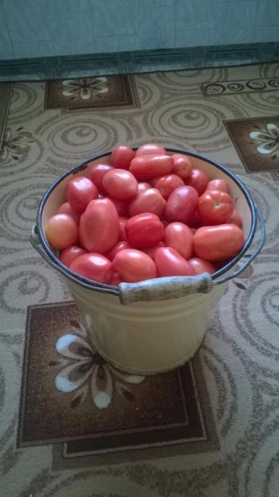 Лот: 4497096. Фото: 1. Продам помидоры 500р ведро 12... Овощи, фрукты, зелень