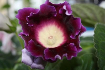 Лот: 4433084. Фото: 1. Глоксиния фиолетовая простая 5... Горшечные растения и комнатные цветы