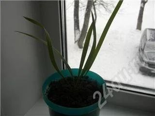 Лот: 163106. Фото: 1. Финик. Горшечные растения и комнатные цветы