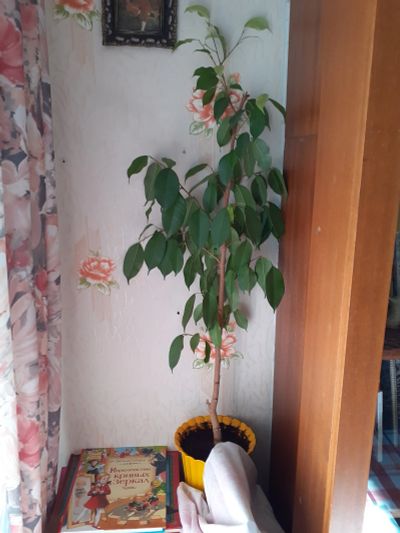 Лот: 11771351. Фото: 1. .фикус Цветок фикус растение. Горшечные растения и комнатные цветы