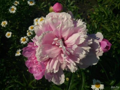 Лот: 9085010. Фото: 1. Пион травянистый розовый, многолетник. Садовые цветы