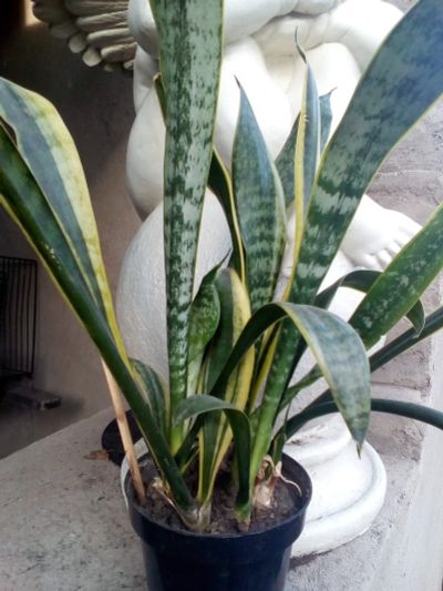 Лот: 14016782. Фото: 1. Сансевиерия. Горшечные растения и комнатные цветы