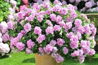 Лот: 11525967. Фото: 1. Петуния Сурфиния Дабл Лилак. черенок. Садовые цветы