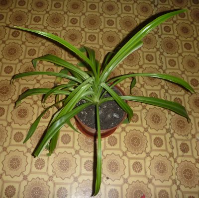 Лот: 4714262. Фото: 1. Хлорофитум (Chlorophytum) и обмен. Горшечные растения и комнатные цветы