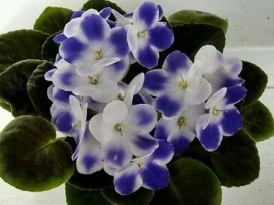 Лот: 10919585. Фото: 1. Фиалка Valeska Blue детка. Горшечные растения и комнатные цветы
