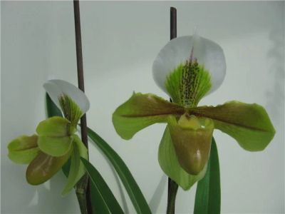 Лот: 5300978. Фото: 1. орхидея Paphiopedilum (пафик-тапок... Горшечные растения и комнатные цветы