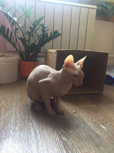 Лот: 9448764. Фото: 1. Отдам котенка сфинска. Кошки, котята
