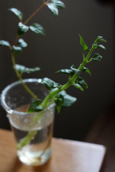 Лот: 4987690. Фото: 1. Фуксия Alfred Fuhrmann, черенок... Горшечные растения и комнатные цветы