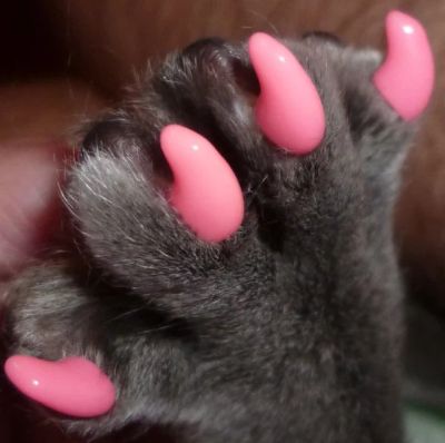 Лот: 3706198. Фото: 1. Антицарапки бледно-розового цвета... Другое (животные и уход)