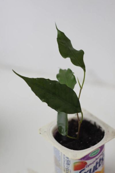Лот: 4769341. Фото: 1. Фикус Моник, укорененный черенок. Горшечные растения и комнатные цветы