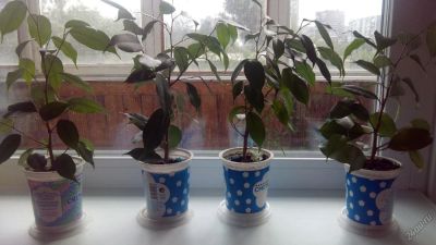 Лот: 4668148. Фото: 1. Фикус Бенджамина 30см. Горшечные растения и комнатные цветы