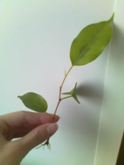 Лот: 5293834. Фото: 1. Фикус, черенок с корешками. Горшечные растения и комнатные цветы