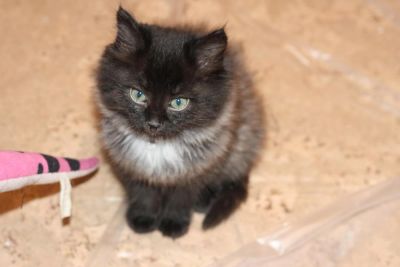 Лот: 4679492. Фото: 1. Пушистый котенок (кошечка). Кошки, котята