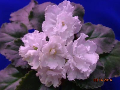 Лот: 4500478. Фото: 1. Фиалка Букет невесты - лист с... Горшечные растения и комнатные цветы