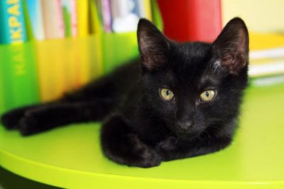 Лот: 10018095. Фото: 1. Котенок девочка 2 мес. Кошки, котята