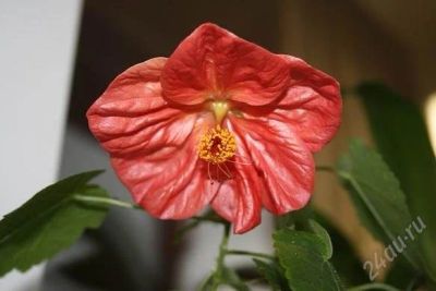 Лот: 2762443. Фото: 1. Абутилон Белла красный. Горшечные растения и комнатные цветы