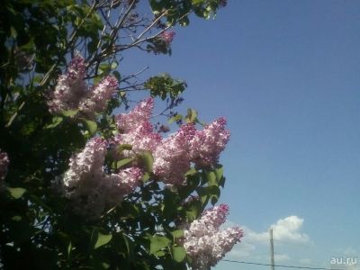 Лот: 13862279. Фото: 1. Саженцы сирени. Декоративные кустарники и деревья