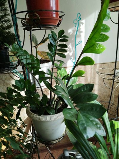 Лот: 25850197. Фото: 1. Замиокулькас. Горшечные растения и комнатные цветы