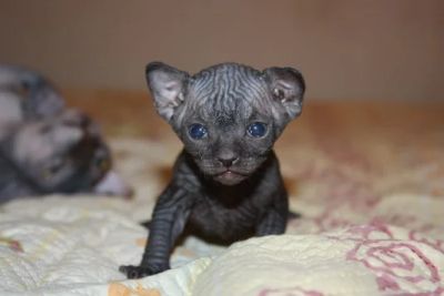 Лот: 6263322. Фото: 1. Котёнок канадского сфинкса. Кошки, котята