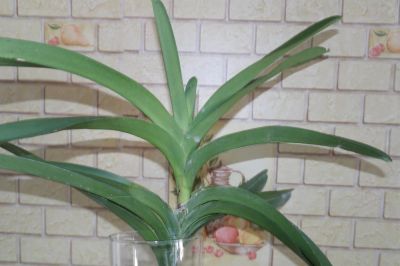 Лот: 3886122. Фото: 1. Орхидея "Ванда" адаптированная... Горшечные растения и комнатные цветы