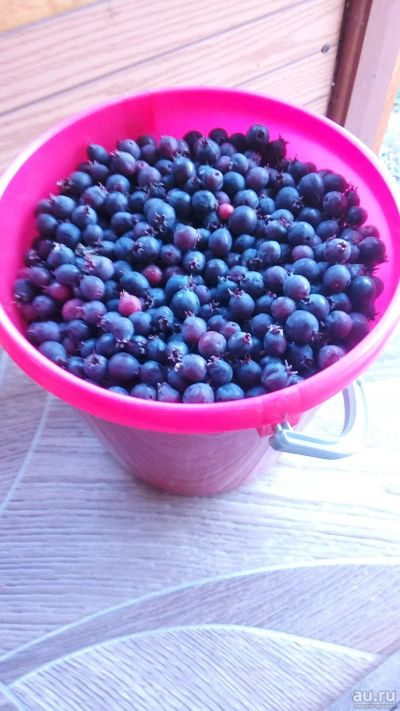 Лот: 14281391. Фото: 1. Ирга ягоды свежие 3 литра в наличии. Ягоды, орехи